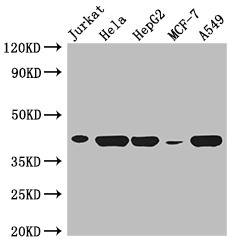 HLA-B Polyclonal Antibody