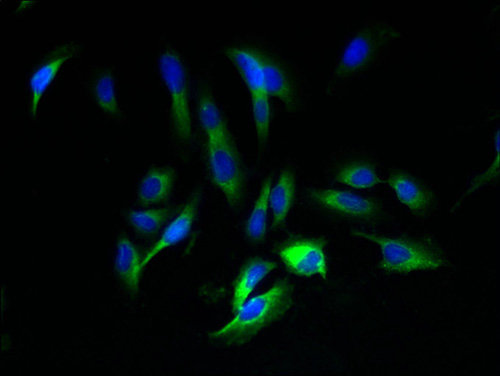 AMBP Polyclonal Antibody