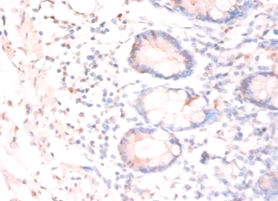 CNTF Polyclonal Antibody