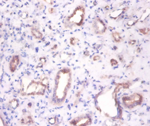 ENO3 Polyclonal Antibody