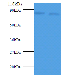 ldcC Polyclonal Antibody
