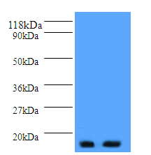 PTH Polyclonal Antibody