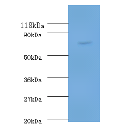 recQ Polyclonal Antibody