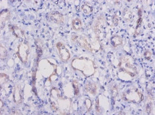 Immunohistochemistry of paraffin-embeded human kidney at dilution of 1:50