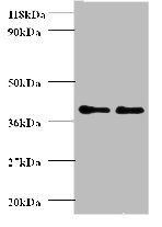 ANXA1 Polyclonal Antibody