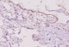 Ifng Polyclonal Antibody (20 µl)