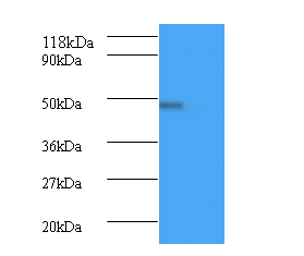 BMP7 Polyclonal Antibody