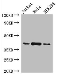 HLA-C Polyclonal Antibody