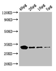 eutC Polyclonal Antibody, HRP Conjugated