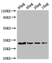 eutC Polyclonal Antibody