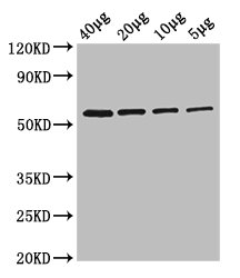 glpK Polyclonal Antibody, Biotin Conjugated