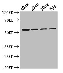 glpK Polyclonal Antibody, Biotin Conjugated (100 µl)