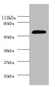 Angpt2 Polyclonal Antibody (100 µl)