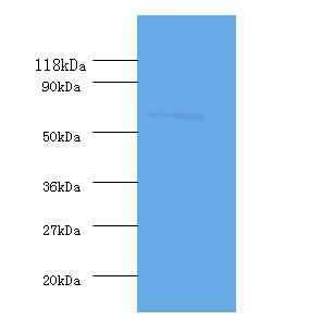 Angpt2 Polyclonal Antibody