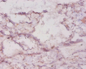HMOX1 Polyclonal Antibody