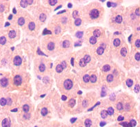 Immunohistochemistry of paraffin-embedded mouse liver at dilution 1:50