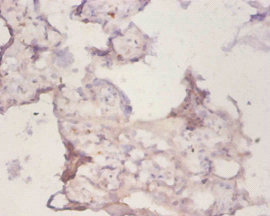 Immunohistochemistry of paraffin-embeded human placenta using PRDX1 Polyclonal Antibody at dilution of 1:50