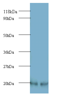 ARF4 Polyclonal Antibody