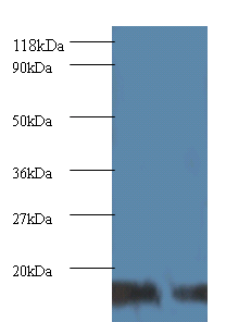 UBE2I Polyclonal Antibody