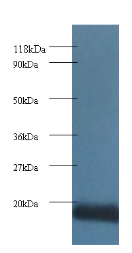 COX5A Polyclonal Antibody