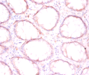 P4HB Polyclonal Antibody