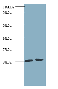 ARL2 Polyclonal Antibody