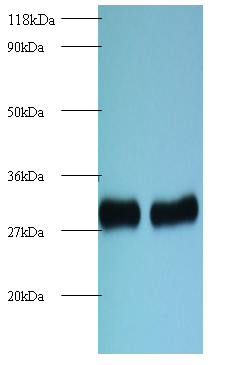 RPL8 Polyclonal Antibody