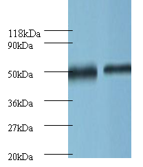 ODC1 Polyclonal Antibody
