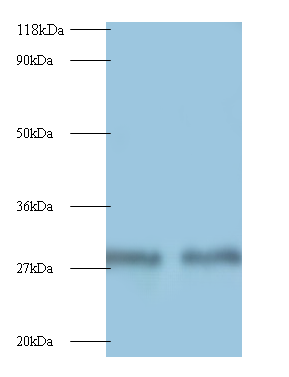 MPZ Polyclonal Antibody