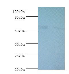 PGD Polyclonal Antibody