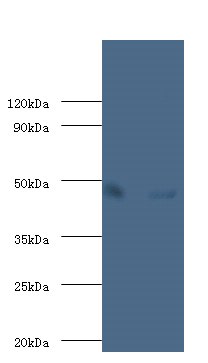 ENO1 Polyclonal Antibody