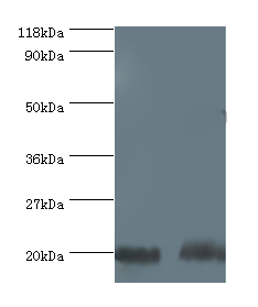 RPL17 Polyclonal Antibody