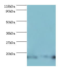 RPL27 Polyclonal Antibody