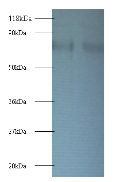 RPS10 Polyclonal Antibody
