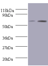 BMP3 Polyclonal Antibody