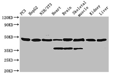 Eno1 Polyclonal Antibody, HRP Conjugated