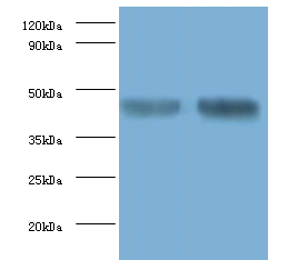 Eno1 Polyclonal Antibody