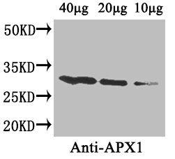 APX1 Polyclonal Antibody