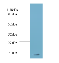 Fgf1 Polyclonal Antibody