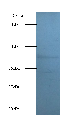 DAP Polyclonal Antibody