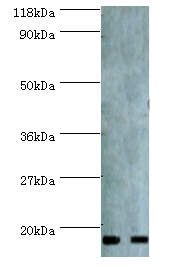 RPS19BP1 Polyclonal Antibody