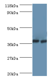 ANXA2 Polyclonal Antibody