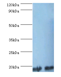 PPIA Polyclonal Antibody