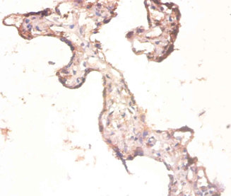 Immunohistochemistry of paraffin-embeded human prostate at dilution of 1:100