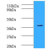 CREB1 Polyclonal Antibody