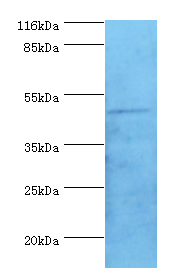 TUFM Polyclonal Antibody