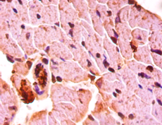 WNT3A Polyclonal Antibody