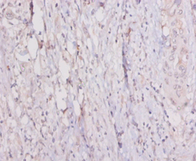 C1QTNF3 Polyclonal Antibody