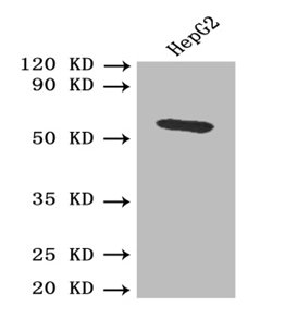 Hpx Polyclonal Antibody