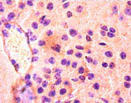 Immunohistochemistry of paraffin-embedded mouse kidney at dilution 1:50